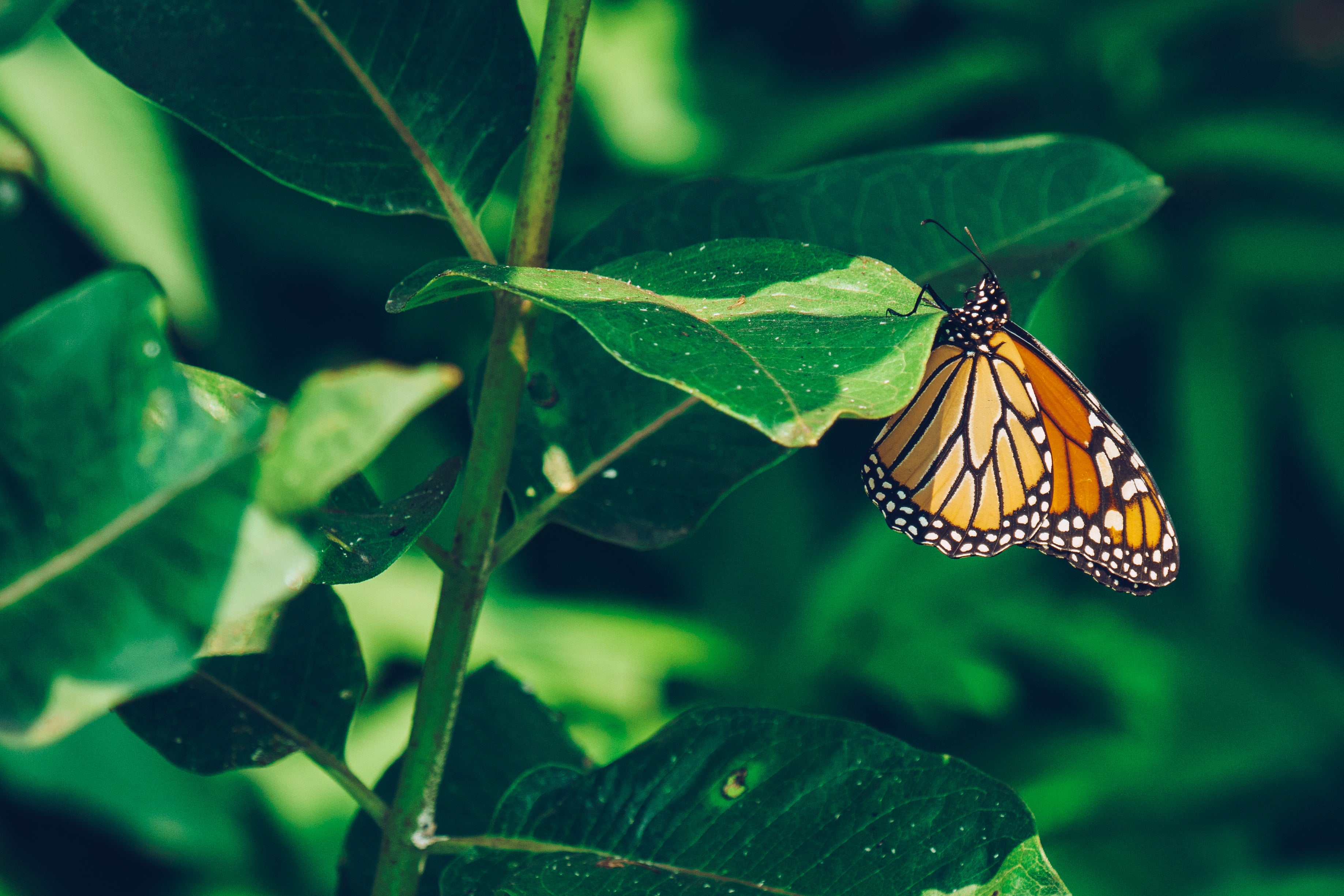 Butterfly on a leaf in summer